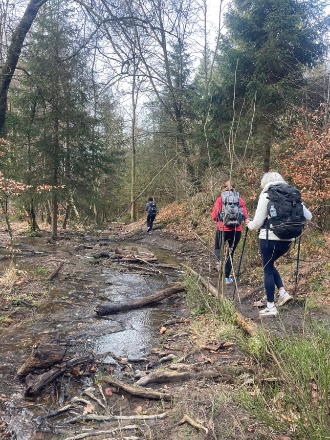 Marche en forêt le long d'un ruisseau