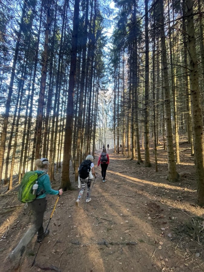 Randonnée dans une forêt de pins